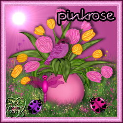 Meine Hauptpage pinkrose